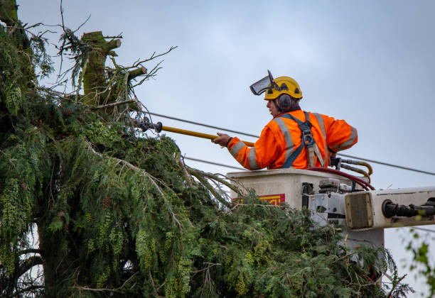 Best Utility Line Clearance  in Guadalupe, AZ