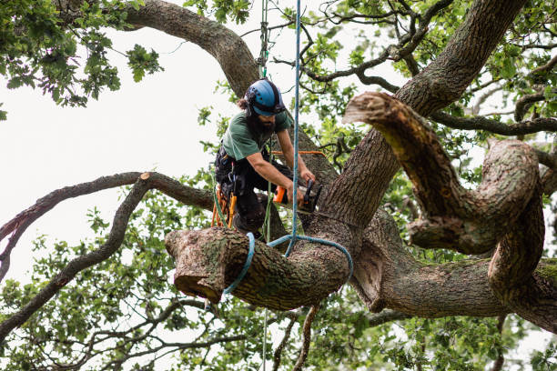 Best Tree Disease Treatment  in Guadalupe, AZ